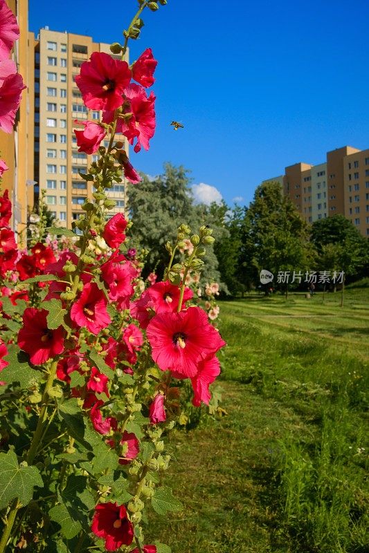 Hollyhocks (Alcea)生长在一个住宅区的草坪上